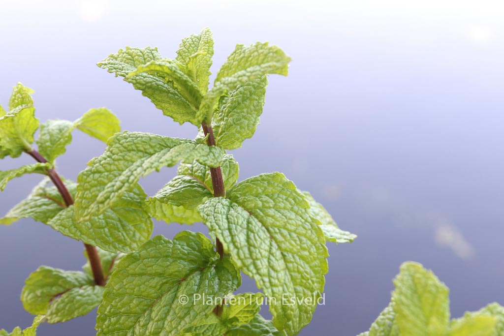Mentha spicata ‘Moroccan’