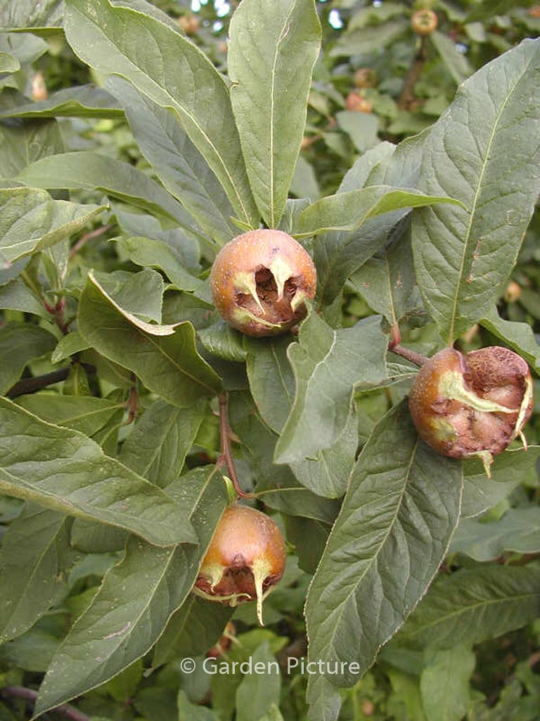 Mespilus germanica ‘Bredase Reus’