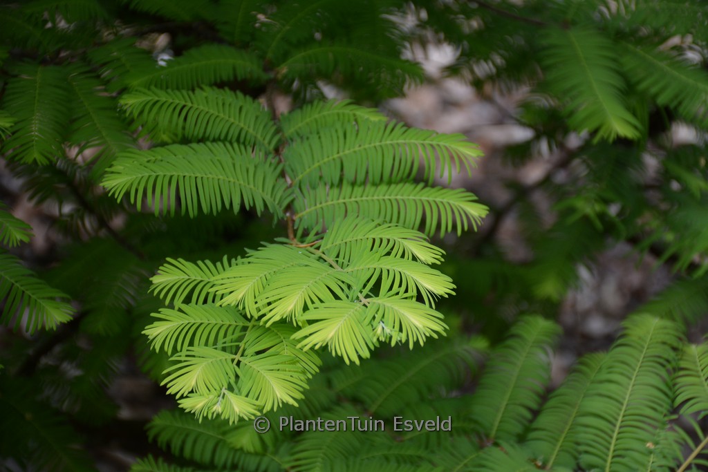 Metasequoia glyptostroboides ‘Amber Glow’