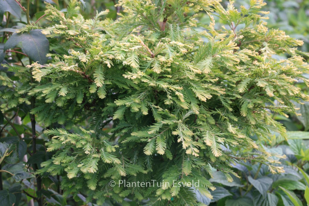 Metasequoia glyptostroboides ‘Schirrman’s Nordlicht’