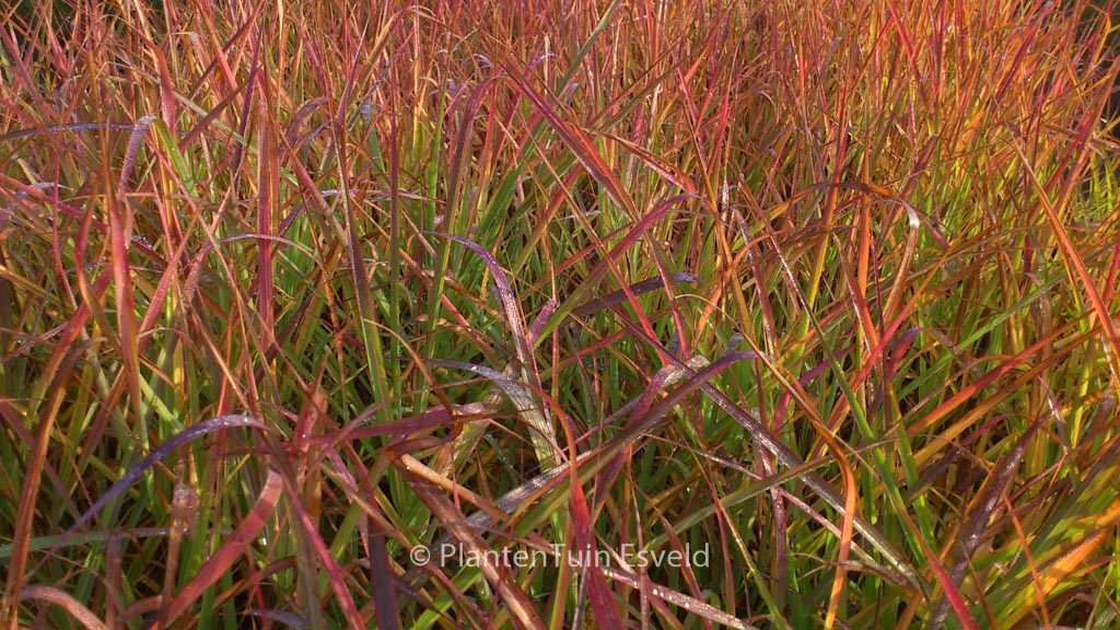 Miscanthus sinensis ‘Afrika’