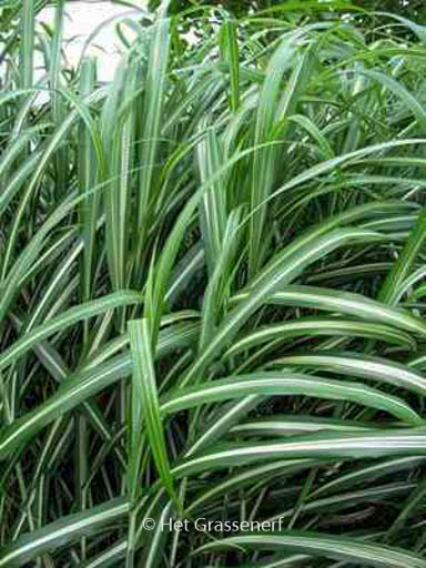 Miscanthus sinensis ‘Cabaret’