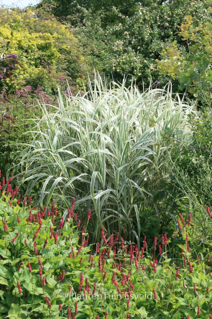 Miscanthus sinensis ‘Cosmopolitan’