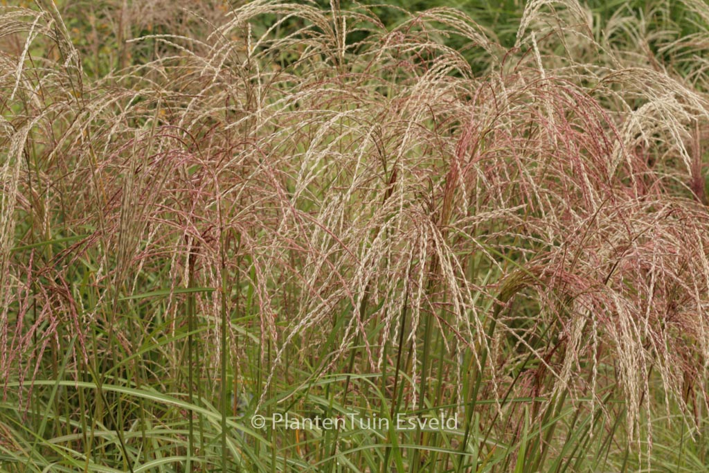 Miscanthus sinensis ‘Flamingo’