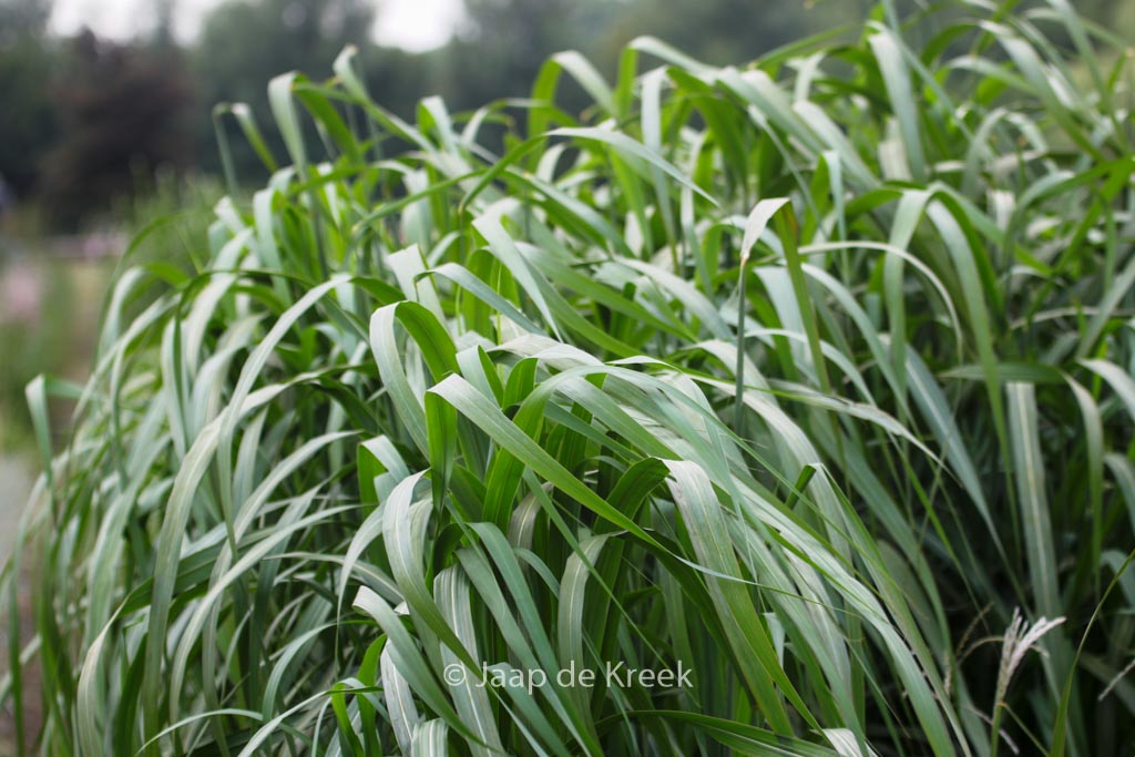Miscanthus sinensis ‘Rosi’