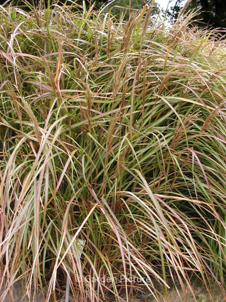 Miscanthus sinensis ‘Rotsilber’