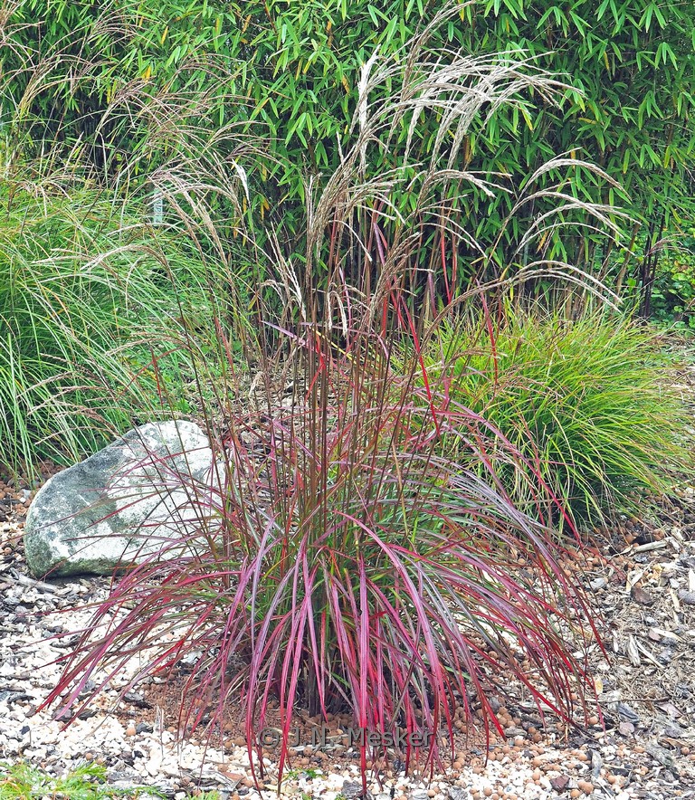 Miscanthus sinensis ‘Ruby Cute’