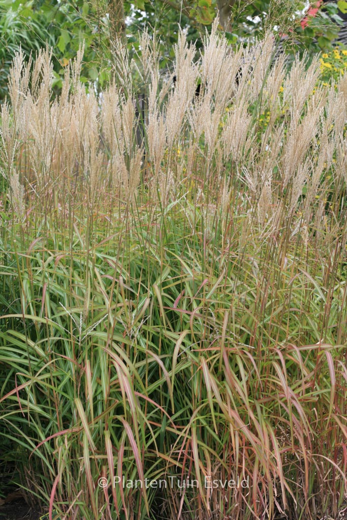 Miscanthus sinensis ‘Samurai’