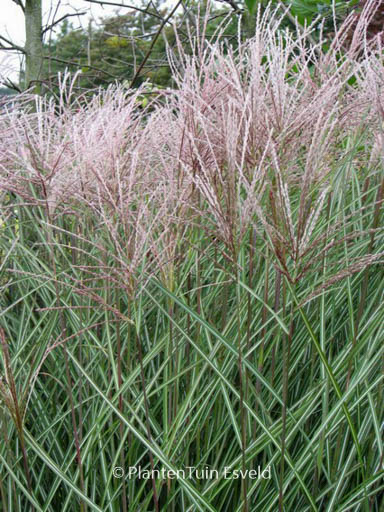 Miscanthus sinensis ‘Sarabande’