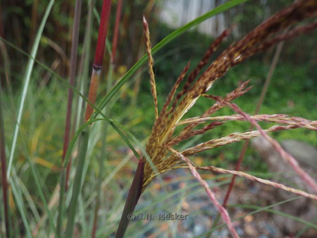 Miscanthus sinensis ‘Serengeti’