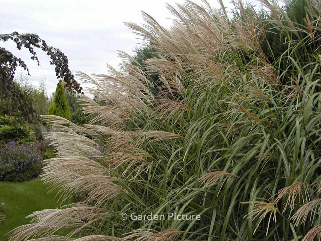 Miscanthus sinensis ‘Silberfeder’