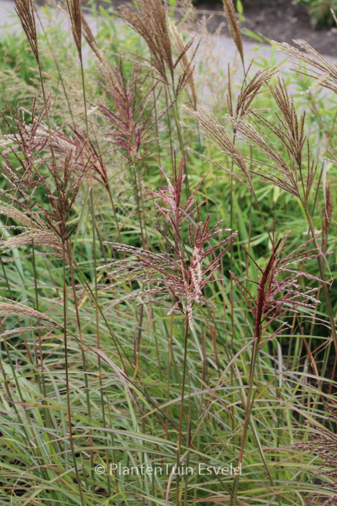 Miscanthus sinensis ‘Sioux’