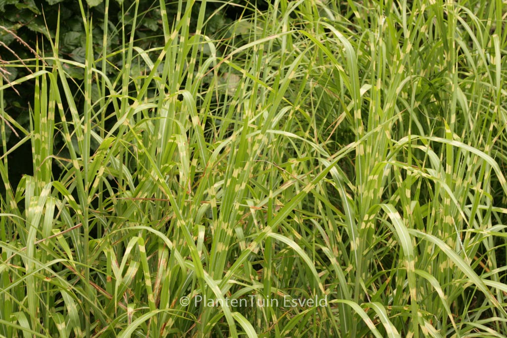 Miscanthus sinensis ‘Strictus’