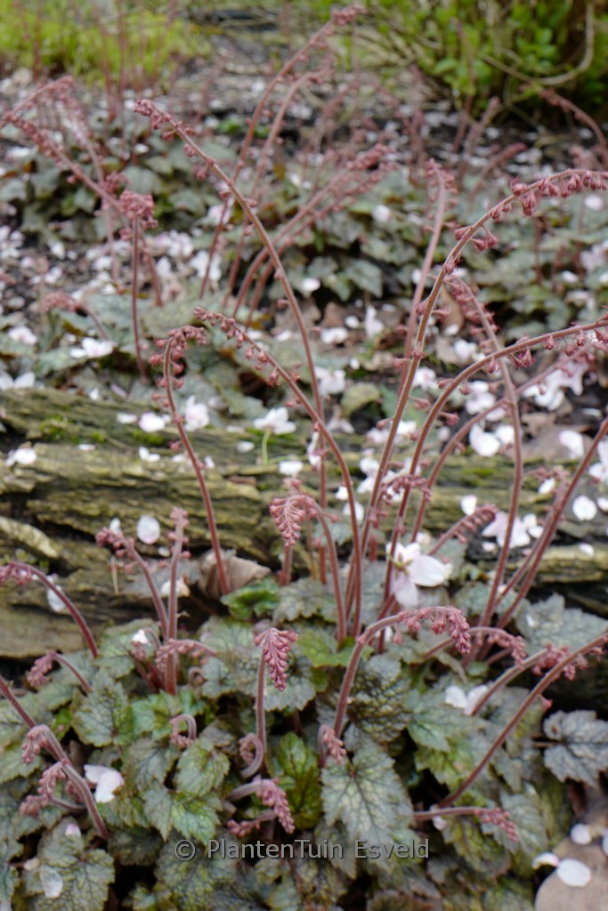 Mitella stylosa ‘Makinoi’