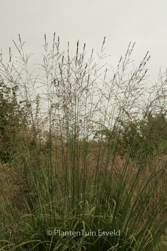 Molinia arundinacea ‘Skyracer’