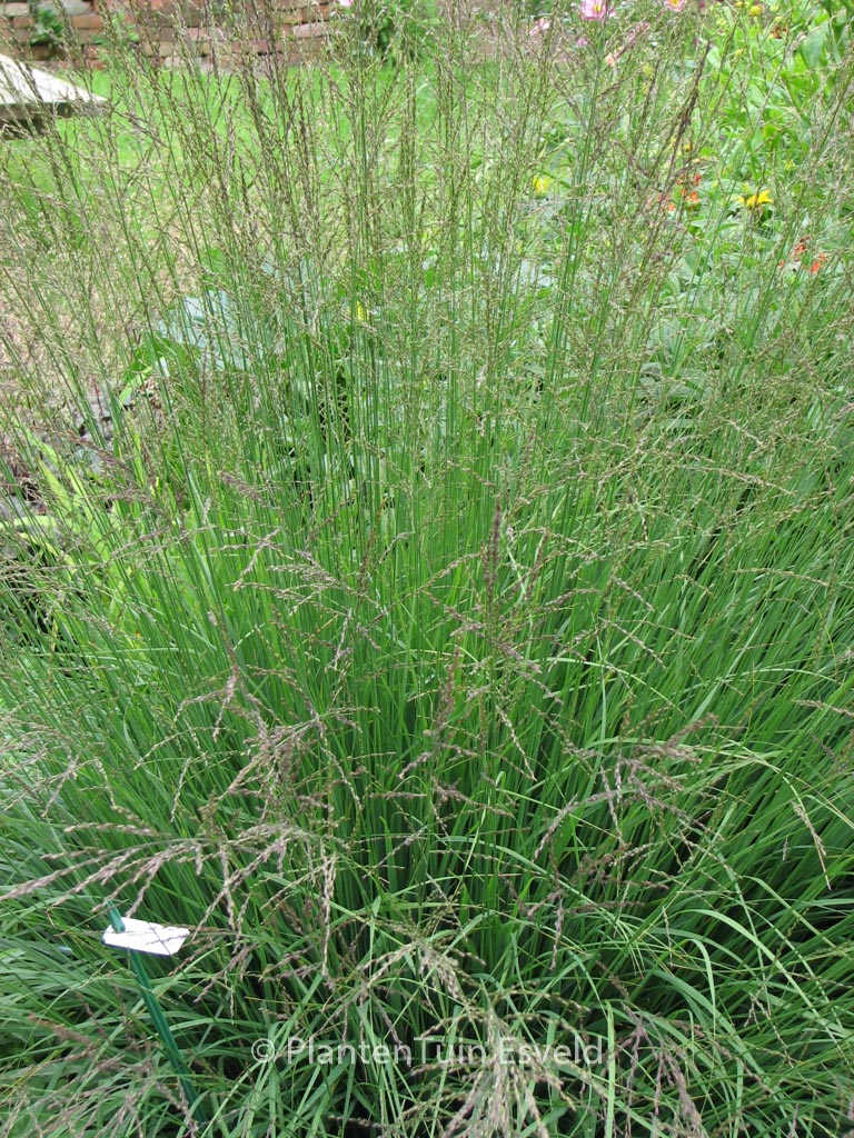 Molinia caerulea ‘Dauerstrahl’