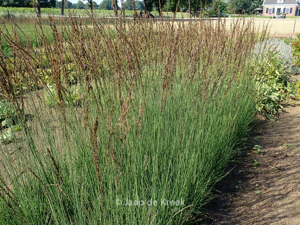 Molinia caerulea ‘JS Aha Erlebnis’