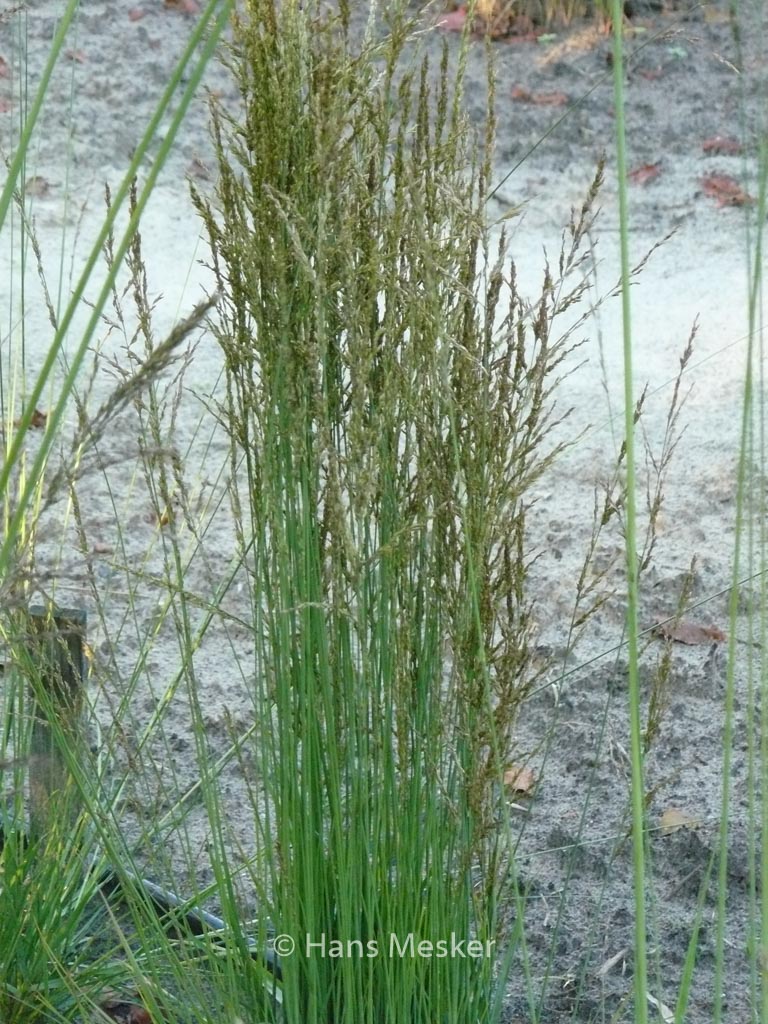 Molinia caerulea ‘Torch’