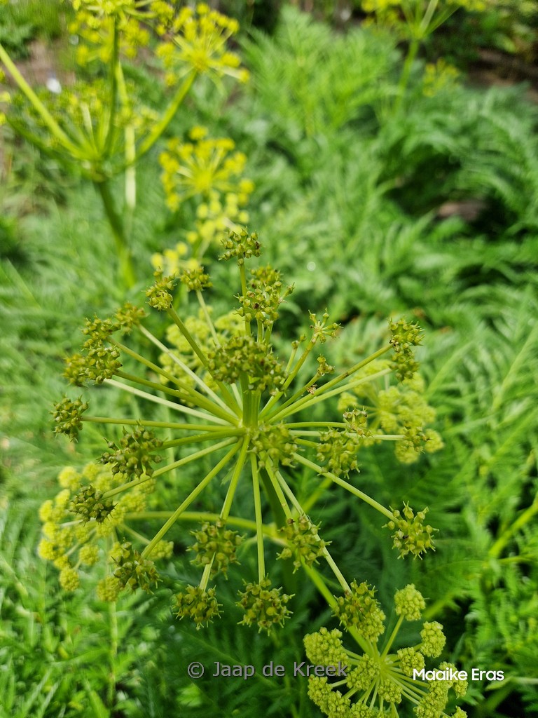 Molopospermum peloponnesiacum