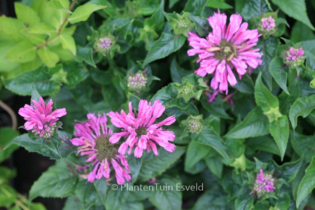 Monarda ‘Acpetdel’ (PETITE DELIGHT)