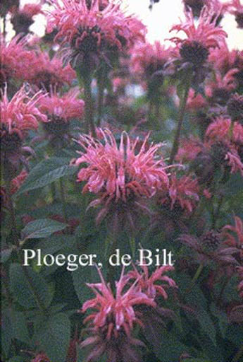 Monarda ‘Balance’