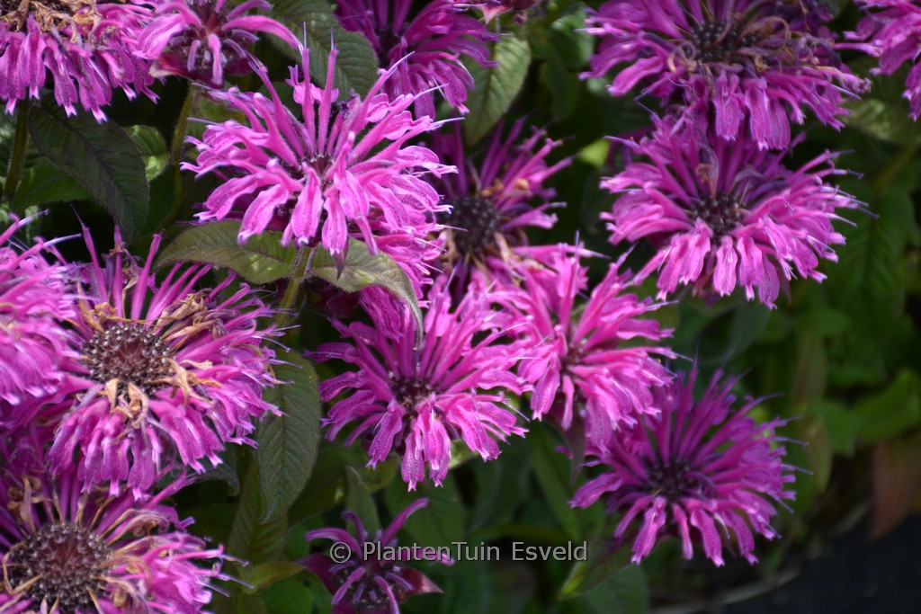 Monarda ‘Bee-Free’ (BEE YOU)