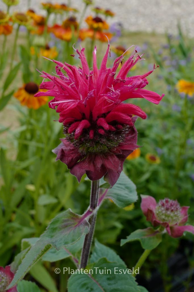 Monarda ‘Bee-Happy’ (BEE YOU)