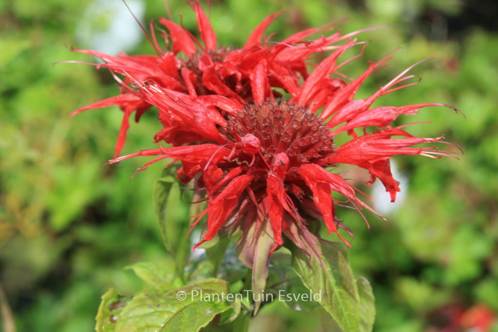 Monarda ‘Cambridge Scarlet’