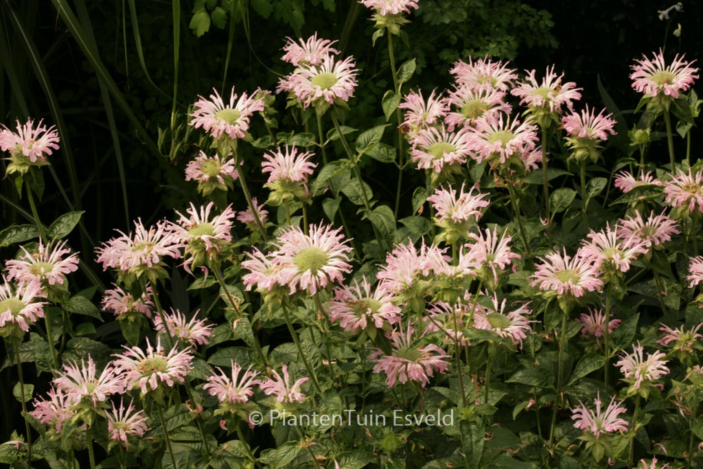 Monarda ‘Fishes’