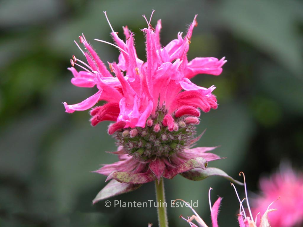 Monarda ‘Marshall’s Delight’