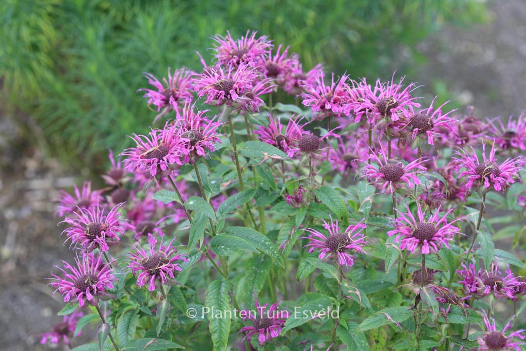 Monarda ‘Scorpion’