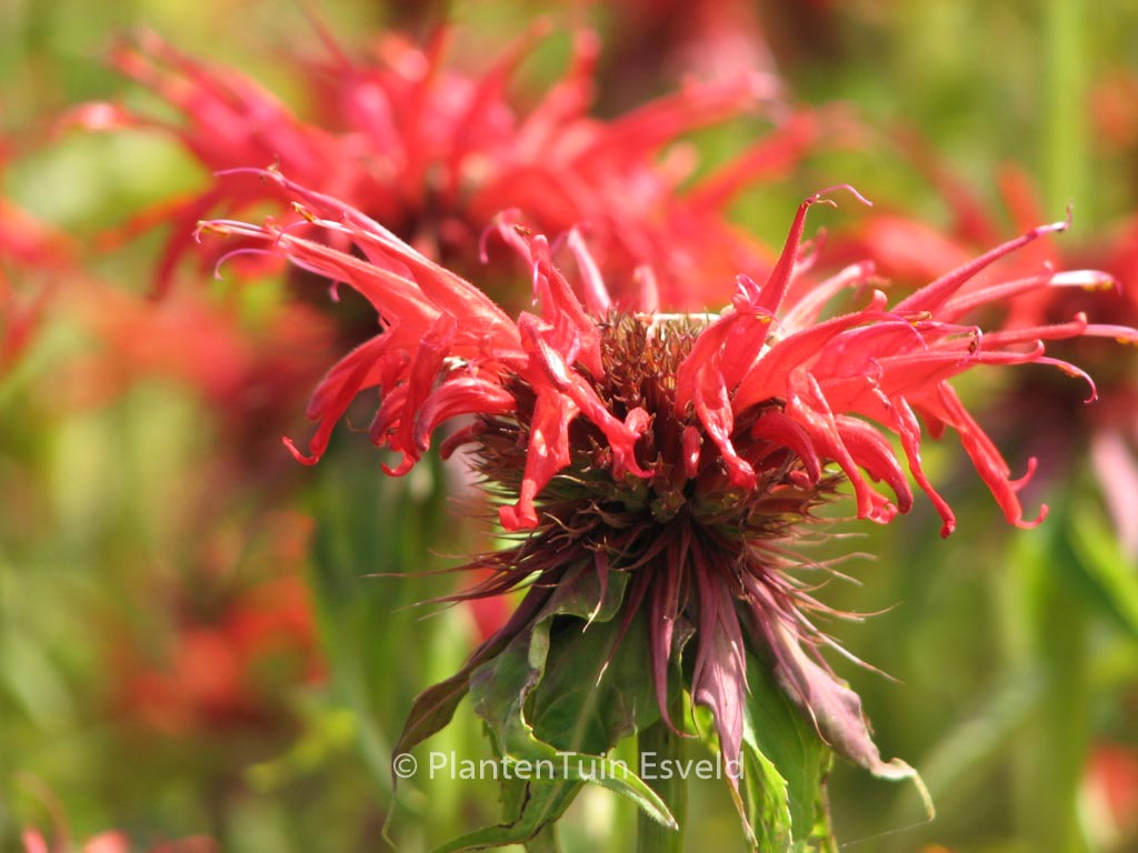 Monarda ‘Squaw’