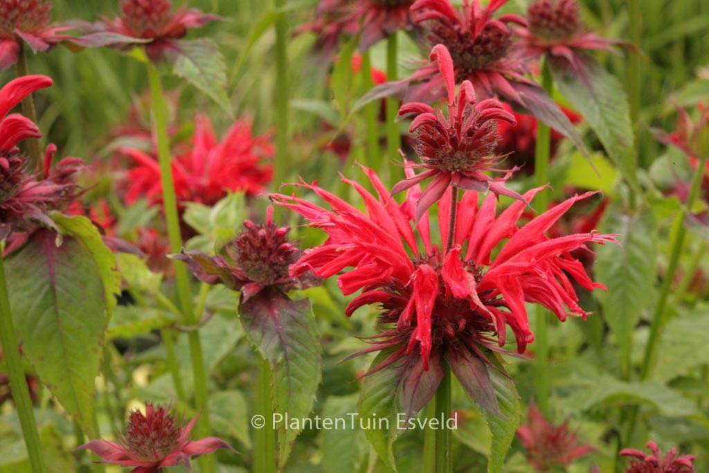 Monarda didyma