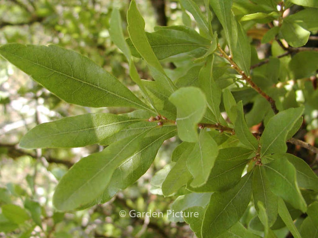 Morella pensylvanica