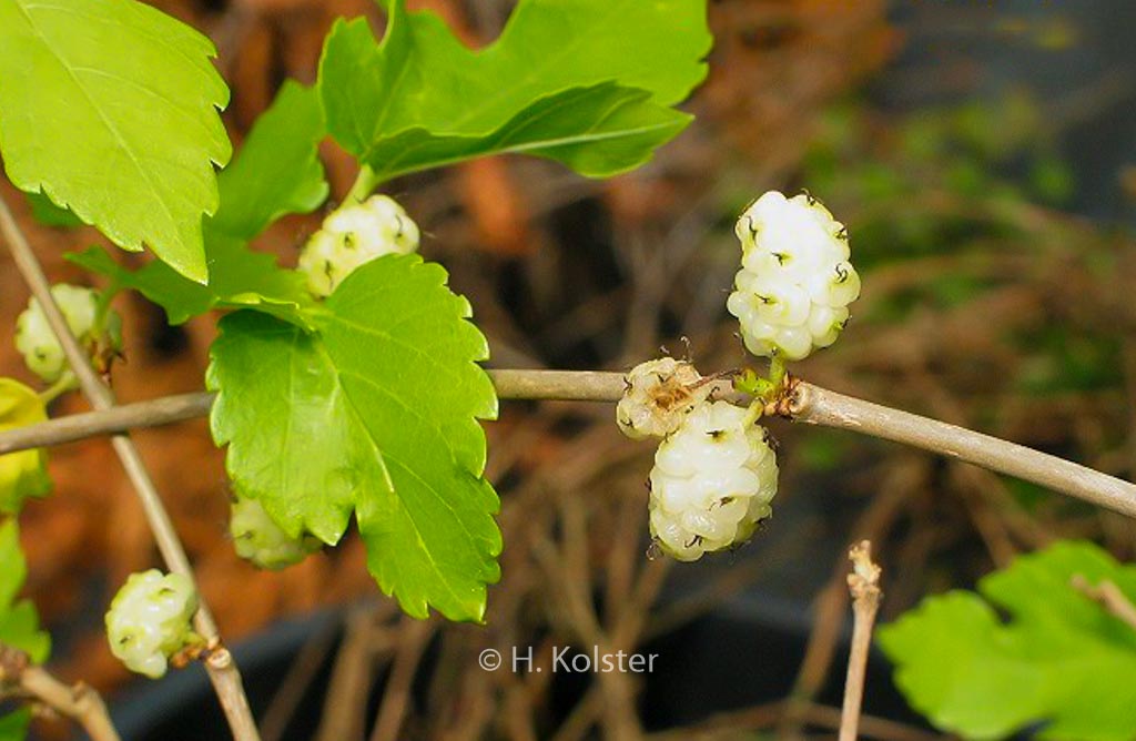 Morus alba ‘White Berry’