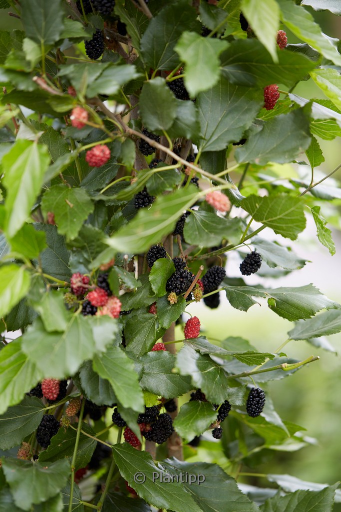 Morus rotundiloba ‘Matsunaga’ (MOJO BERRY)