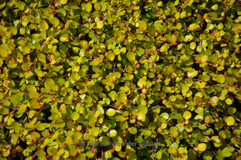 Muehlenbeckia complexa ‘Golden Girl’