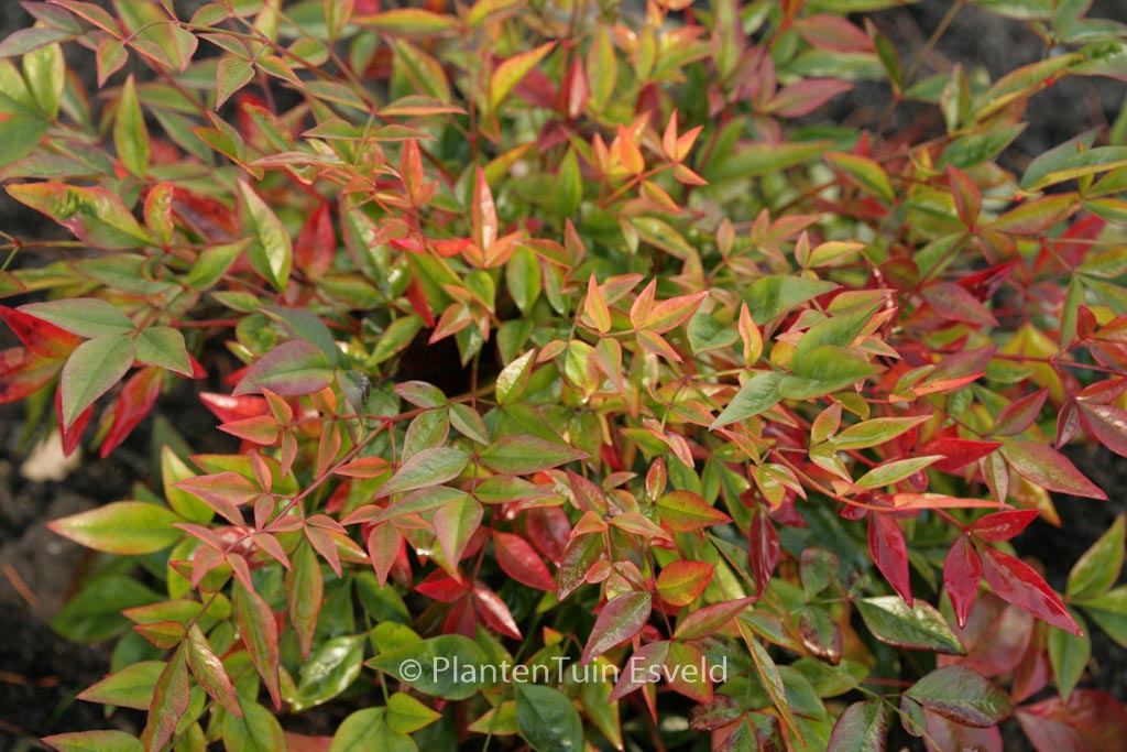 Nandina domestica ‘Gulf Stream’