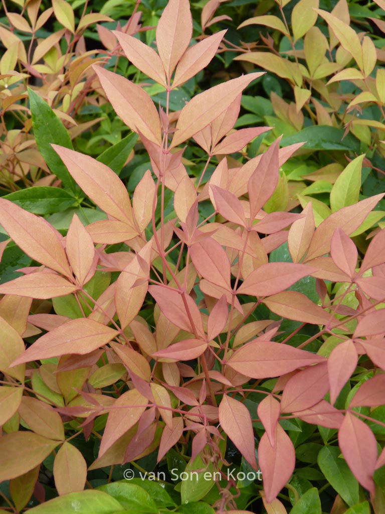 Nandina domestica ‘Monfar’ (MAGICAL SUNRISE)