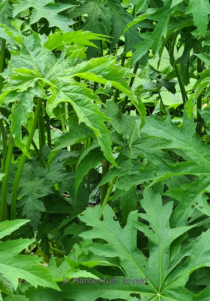 Napaea dioica
