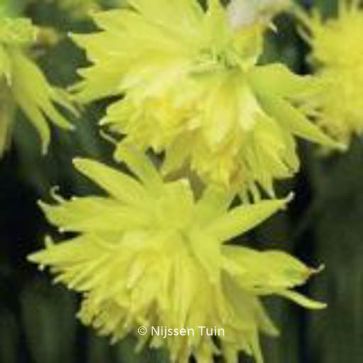 Narcissus ‘Rip van Winkle’