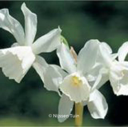 Narcissus ‘Thalia’