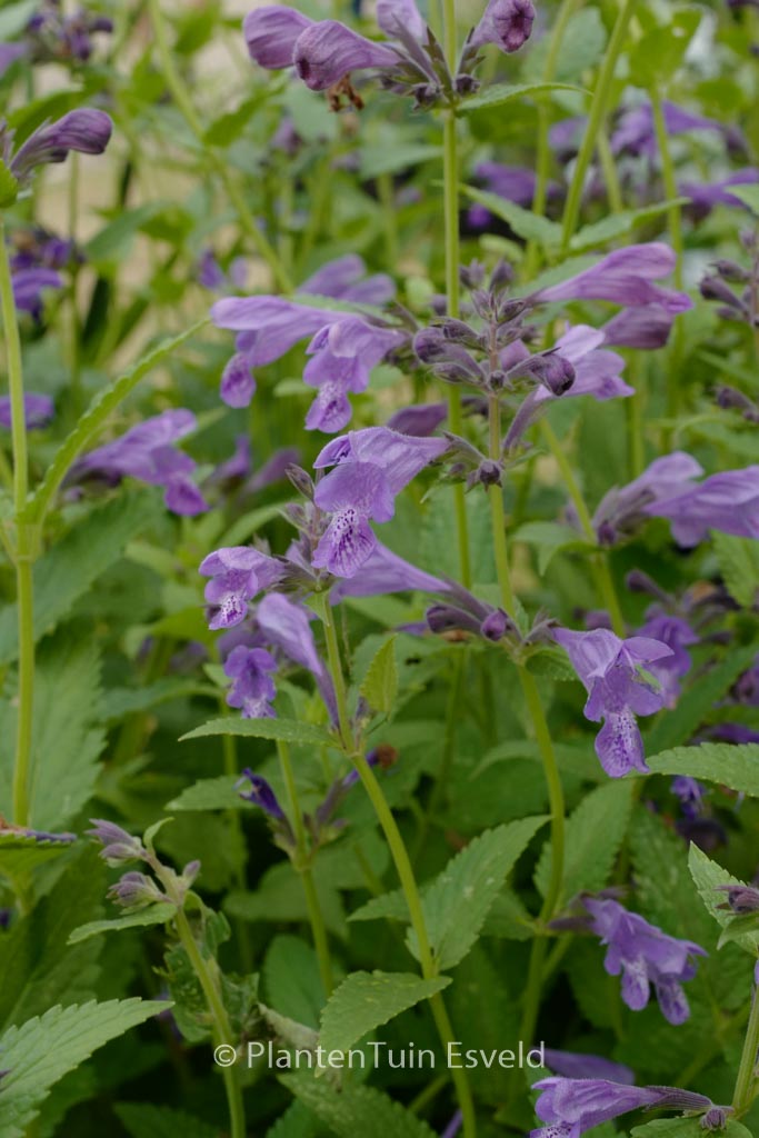 Nepeta ‘Weinheim Big Blue’