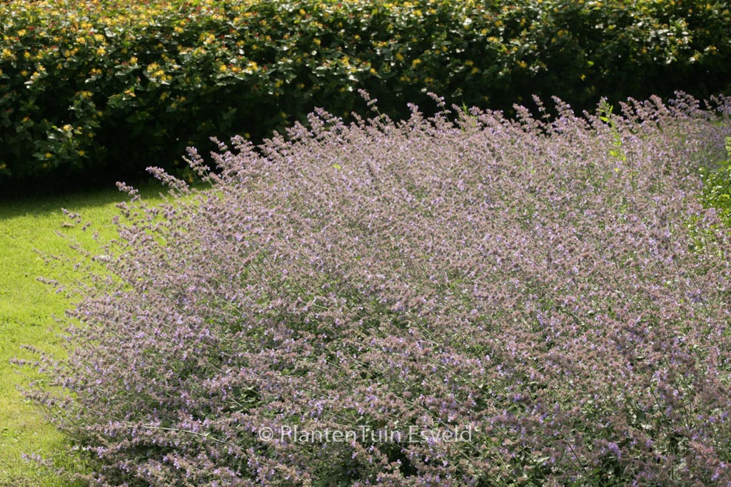 Nepeta faassenii ‘Grol’