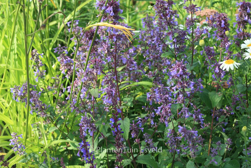 Nepeta grandiflora ‘Bramdean’