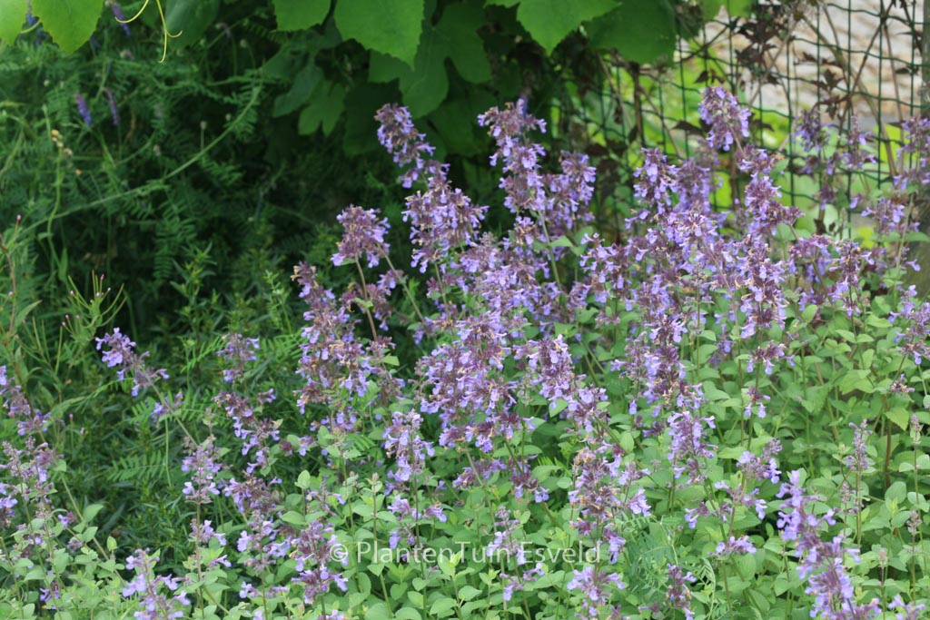 Nepeta grandiflora ‘Wild Cat’