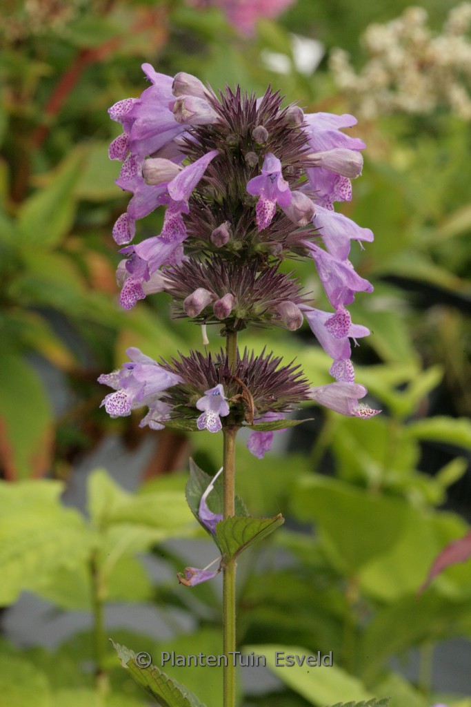 Nepeta manchuriensis ‘Manchu Blue’