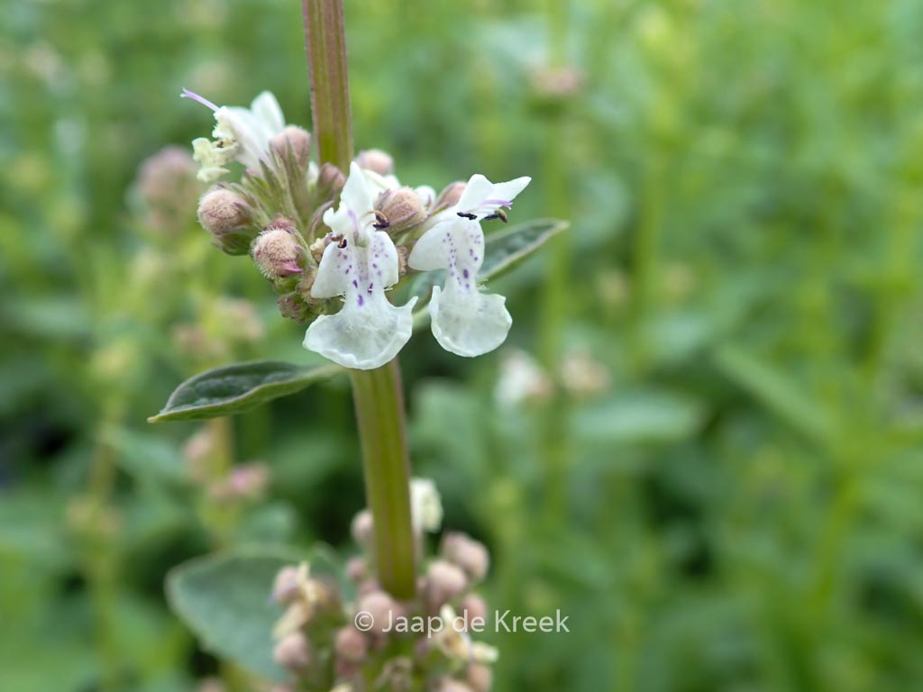 Nepeta nuda ‘Anne’s Choice’