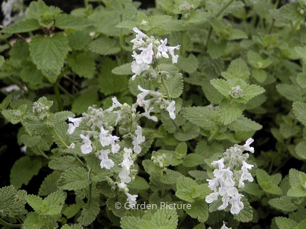 Nepeta racemosa ‘Snowflake’