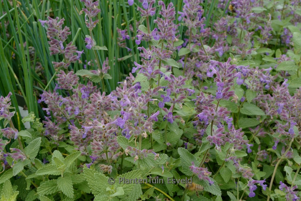 Nepeta racemosa ‘Superba’